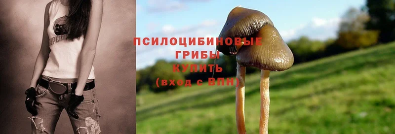 Псилоцибиновые грибы Cubensis Зеленогорск